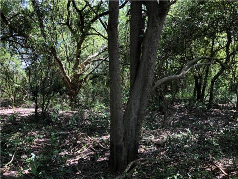 0 Creek 59 South Of Fm 70 Bishop TX 78343