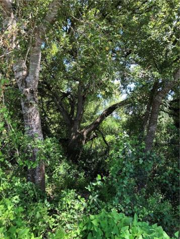 0 Creek 59 South Of Fm 70 Bishop TX 78343