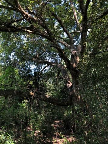 0 Creek 59 South Of Fm 70 Bishop TX 78343