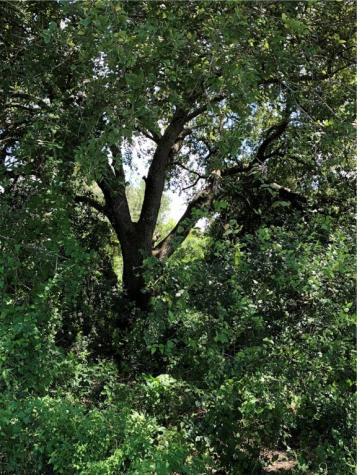 0 Creek 59 South Of Fm 70 Bishop TX 78343