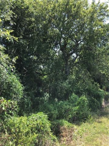 0 Creek 59 South Of Fm 70 Bishop TX 78343