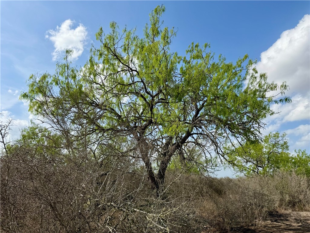 0 Cr 104 San Diego TX 78334