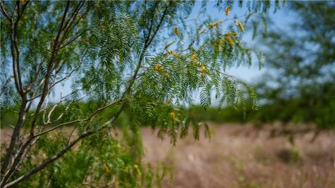 Trail 4 Fm 735 Alice TX 78332