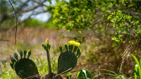Trail 4 Fm 735 Alice TX 78332