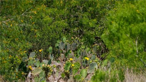 Trail 4 Fm 735 Alice TX 78332