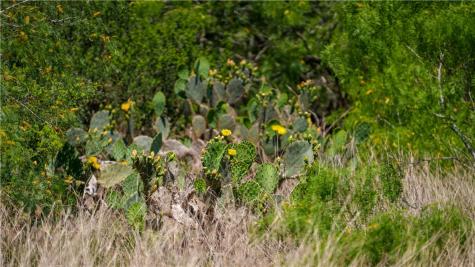 Trail 4 Fm 735 Alice TX 78332