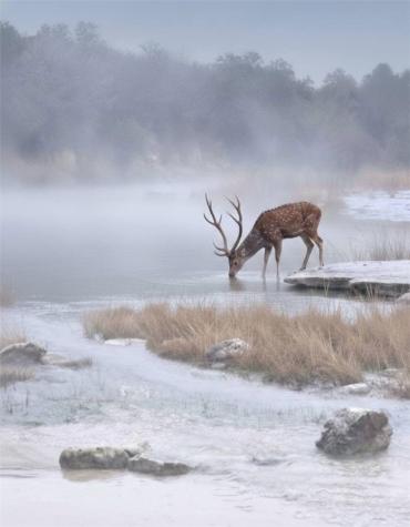 40 Ef Whitetail Run Uvalde TX 78801