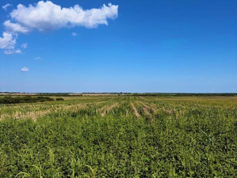 Tbd County Rd 1070 S Kingsville TX 78363
