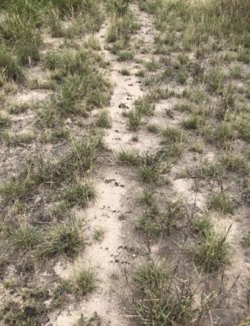 3252 County Road 341 Freer TX 78357