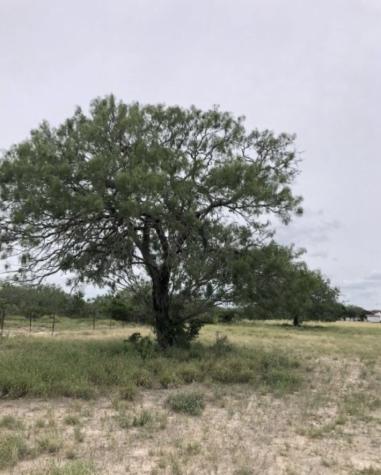 3252 County Road 341 Freer TX 78357