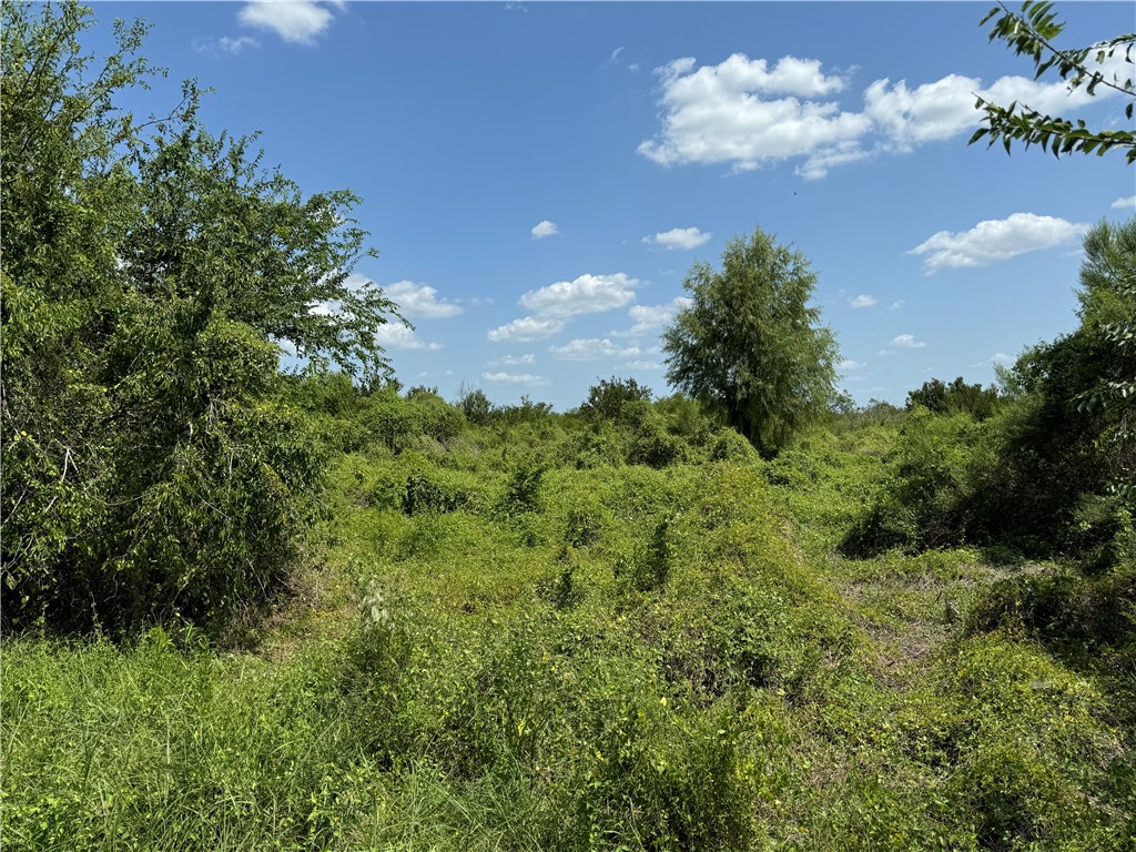 000 Deer Run Trace Three Rivers TX 78071