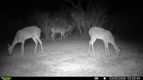 0 County Road 103 San Diego TX 78334