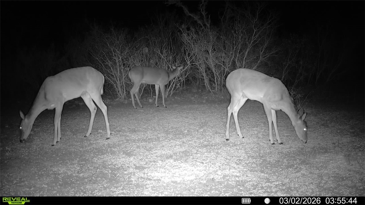 0 County Road 103 San Diego TX 78334