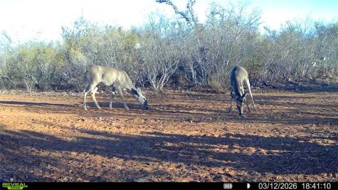 0 County Road 103 San Diego TX 78334