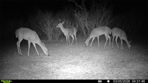 0 County Road 103 San Diego TX 78334