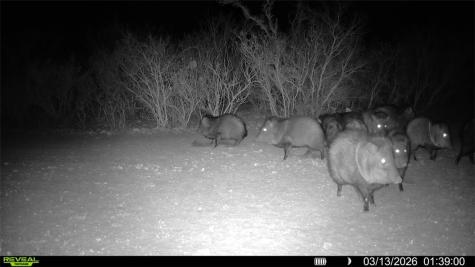 0 County Road 103 San Diego TX 78334