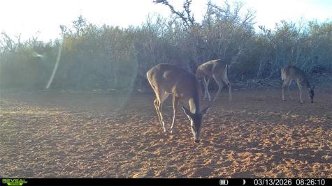 0 County Road 103 San Diego TX 78334