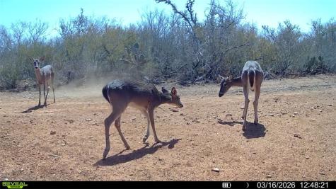 0 County Road 103 San Diego TX 78334