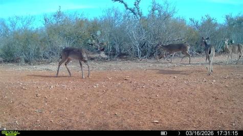 0 County Road 103 San Diego TX 78334