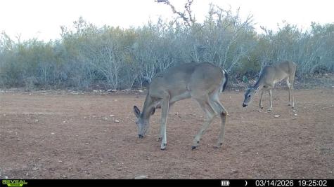 0 County Road 103 San Diego TX 78334