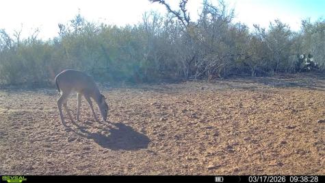 0 County Road 103 San Diego TX 78334