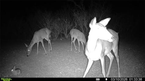 0 County Road 103 San Diego TX 78334
