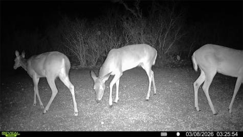 0 County Road 103 San Diego TX 78334