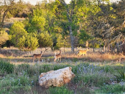 7991 Ranch Road 965 Fredericksburg TX 78624