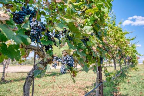 13502 E Us Highway 290 Stonewall TX 78671