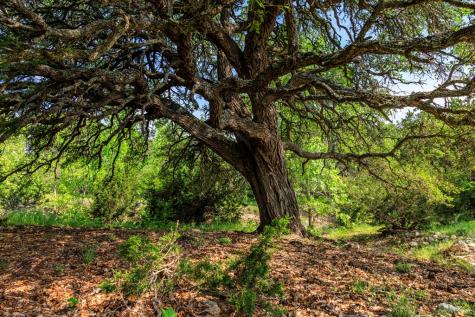 1840 Pressler-henke Road Fredericksburg TX 78624