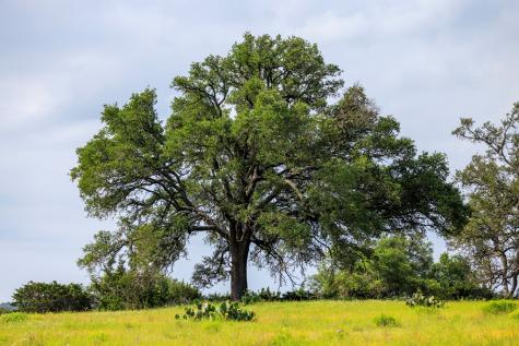 1840 Pressler-henke Road Fredericksburg TX 78624