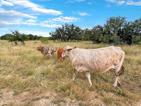 1085 Fallow Drive Eldorado TX 76936