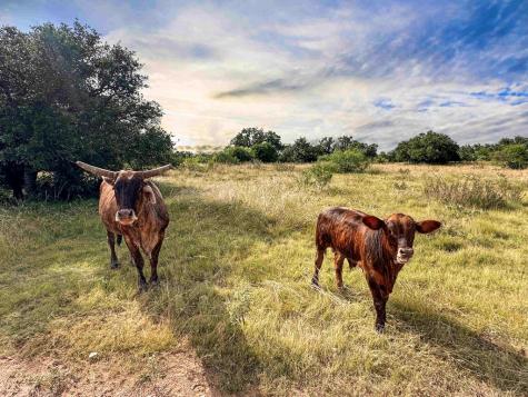 1085 Fallow Drive Eldorado TX 76936