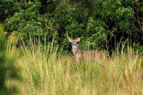 358 Dally Road Fredericksburg TX 78624