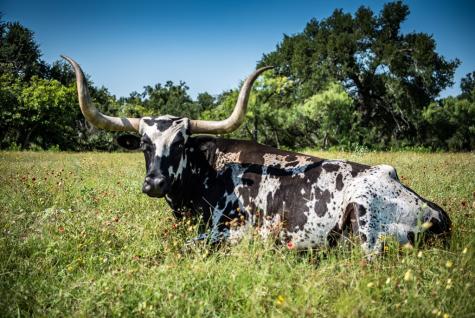 12350 N State Highway 16 Fredericksburg TX 78624