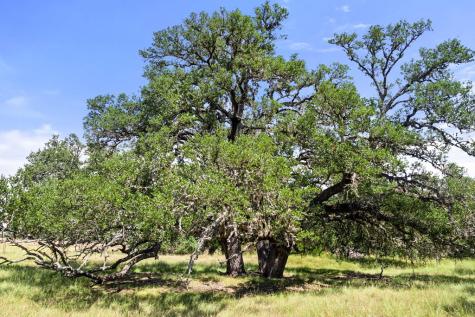 Tbd S Ranch Road 1623 Stonewall TX 78671