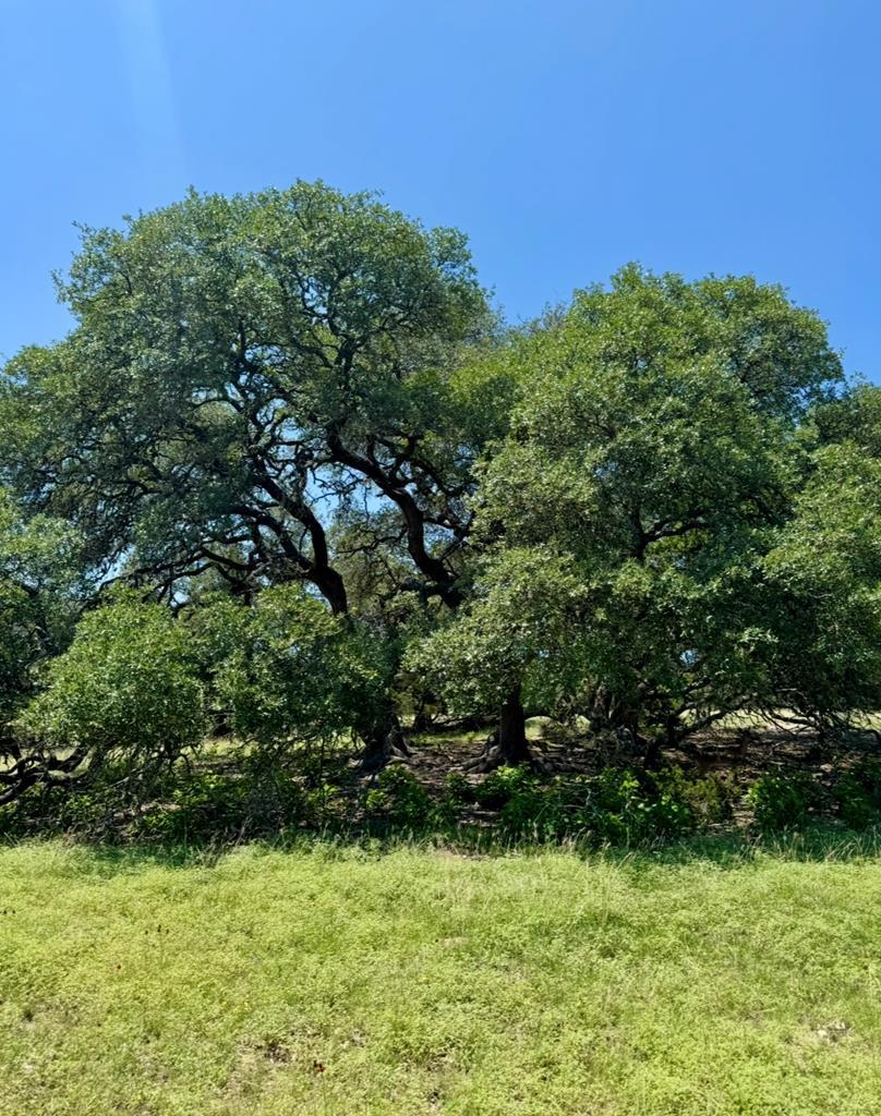 Tbd Grape Creek Road Fredericksburg TX 78624