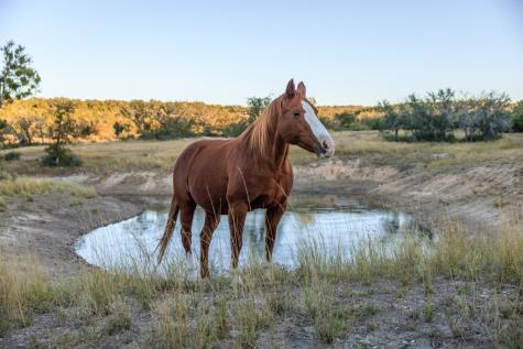 5595 Schneider-moellering Road Fredericksburg TX 78624