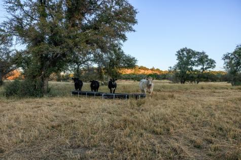 5595 Schneider-moellering Road Fredericksburg TX 78624