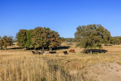 5595 Schneider-moellering Road Fredericksburg TX 78624