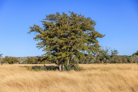 5595 Schneider-moellering Road Fredericksburg TX 78624