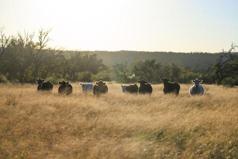 5595 Schneider-moellering Road Fredericksburg TX 78624