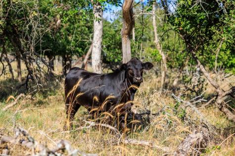 875 Gypsum Mine Road Fredericksburg TX 78624