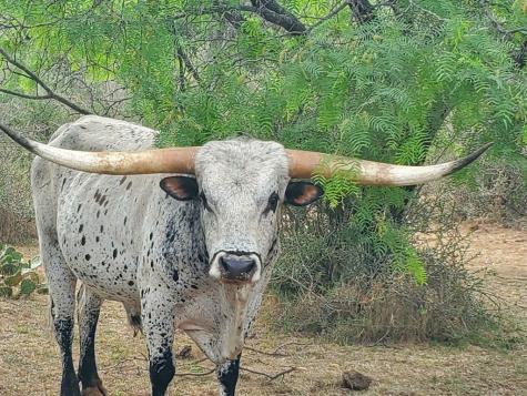 2537 S Us Highway 87 Mason TX 76856