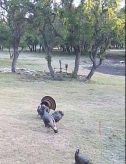 215 70l Road Junction TX 76849