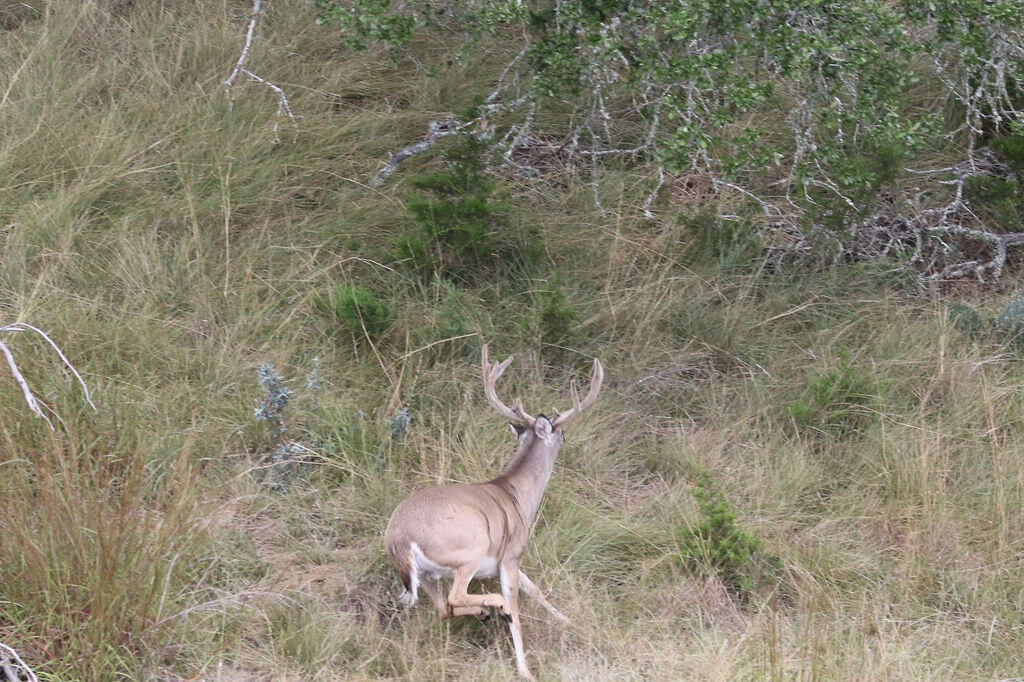Junction TX 76849