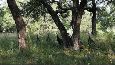 1 Sultemeier-moellering Road Fredericksburg TX 78624