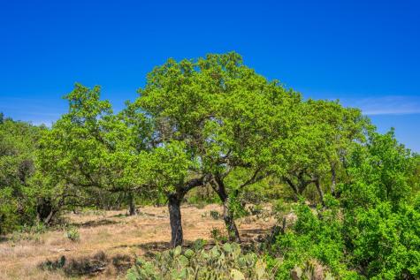 853 Elm Ridge Road Fredericksburg TX 78624