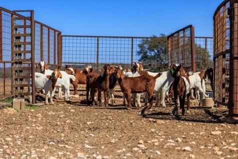 2020 Wendel Road Harper TX 78631