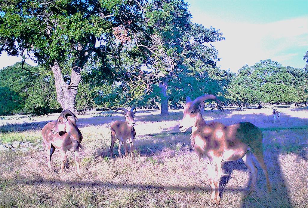 51 Deadend Road Mountain Home TX 78058